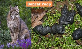 Image result for Bobcat Poop