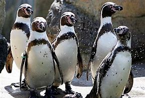 Image result for Woodland Park Zoo Penguins