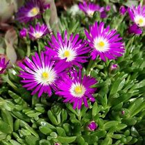 Bildergebnis für Delosperma lavisiae