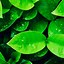 Image result for iPhone 8 Wallpaper Green