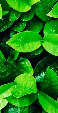 Image result for Old Phone Green Wallpaper
