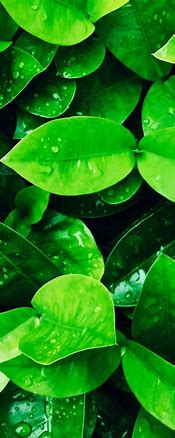 Image result for Green Wallpaper for Cell Phone