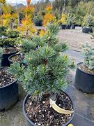 Image result for Pinus parviflora Catherine Elisabeth