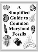 Image result for Common Fossils