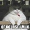 Image result for A Funny Meme Cat