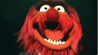 Image result for Muppet Animal Love GIF