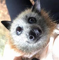 Image result for Fox Face Bat