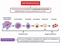 Image result for eritropoyesis