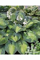 Image result for Hosta Lakeside Shoremaster