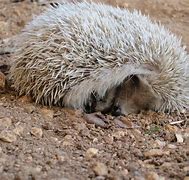 Image result for Spiky Hedgehog