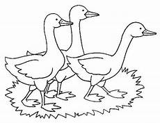 animali da cortile da colorare 73 best images about disegni animali on animali da cortile da colorare 73 best images about disegni animali on