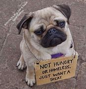 Image result for LOL Wut Pug