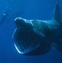 Image result for Pacific Basking Shark
