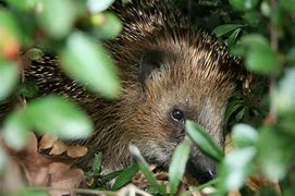 Image result for Animal That Looks Like a Porcupine