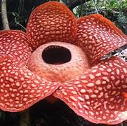 Image result for Biggest Flower in Indonesia