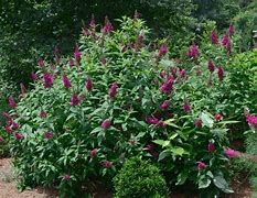 Image result for Buddleja davidii Funky Fuchsia