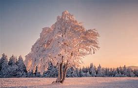 Image result for Snow Tree Wallpaper 4K