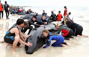 Image result for Beached Whale Person