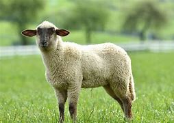 Image result for Domestic sheep
