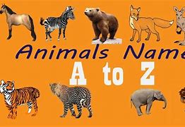 Image result for A to Z Animals List