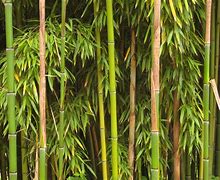 Image result for Bamboo Package