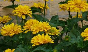 Image result for Heliopsis helianthoides Goldgefieder