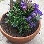 Image result for Gentiana scabra Blue Heart