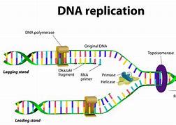 Image result for DNA Replication Steps