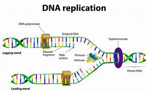 Image result for Diagram of DNA
