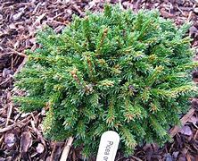 Image result for Picea orientalis Juwel