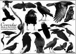 Image result for Crow and Raven Art Prints