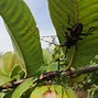 Image result for insectil