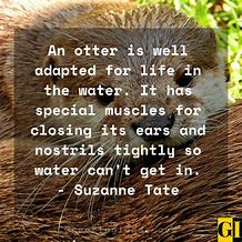 Image result for Motivational Otter Quotes