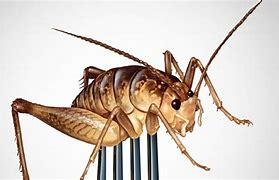 Image result for Eating Crickets