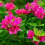 Image result for Magenta Color Flowers