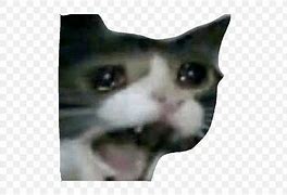 Image result for Crying Cat Meme Emoji