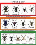 Image result for Spider Species List