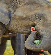 Image result for Animals Eating Watermelon