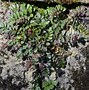 Image result for Rubus taiwanicola