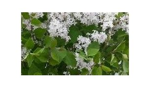 Image result for Syringa Flowerfesta White