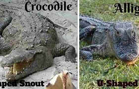 Image result for Crocodile vs Alligator Snout