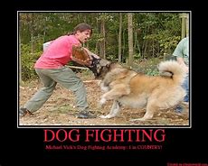 Image result for Dog Fight Meme