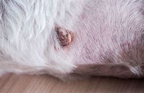 Image result for dog skin tags
