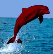 Image result for Dolphin Toys Bath Ocean