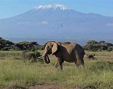 Image result for Kenya Amboseli National Park Africa
