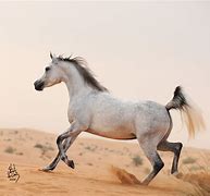 Image result for Dubai Horses