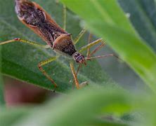 Image result for "assassin-bugs"