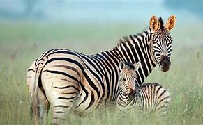 Image result for Bing Zebra Wallpaper