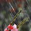 Image result for Dancing in Rain with Umbrella