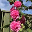 Image result for Alcea rosea Charters Double ROZE
